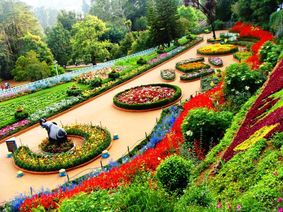 Ooty Tea Estate - Maha Tours and Travels